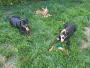 Oak, Rebel et Altène